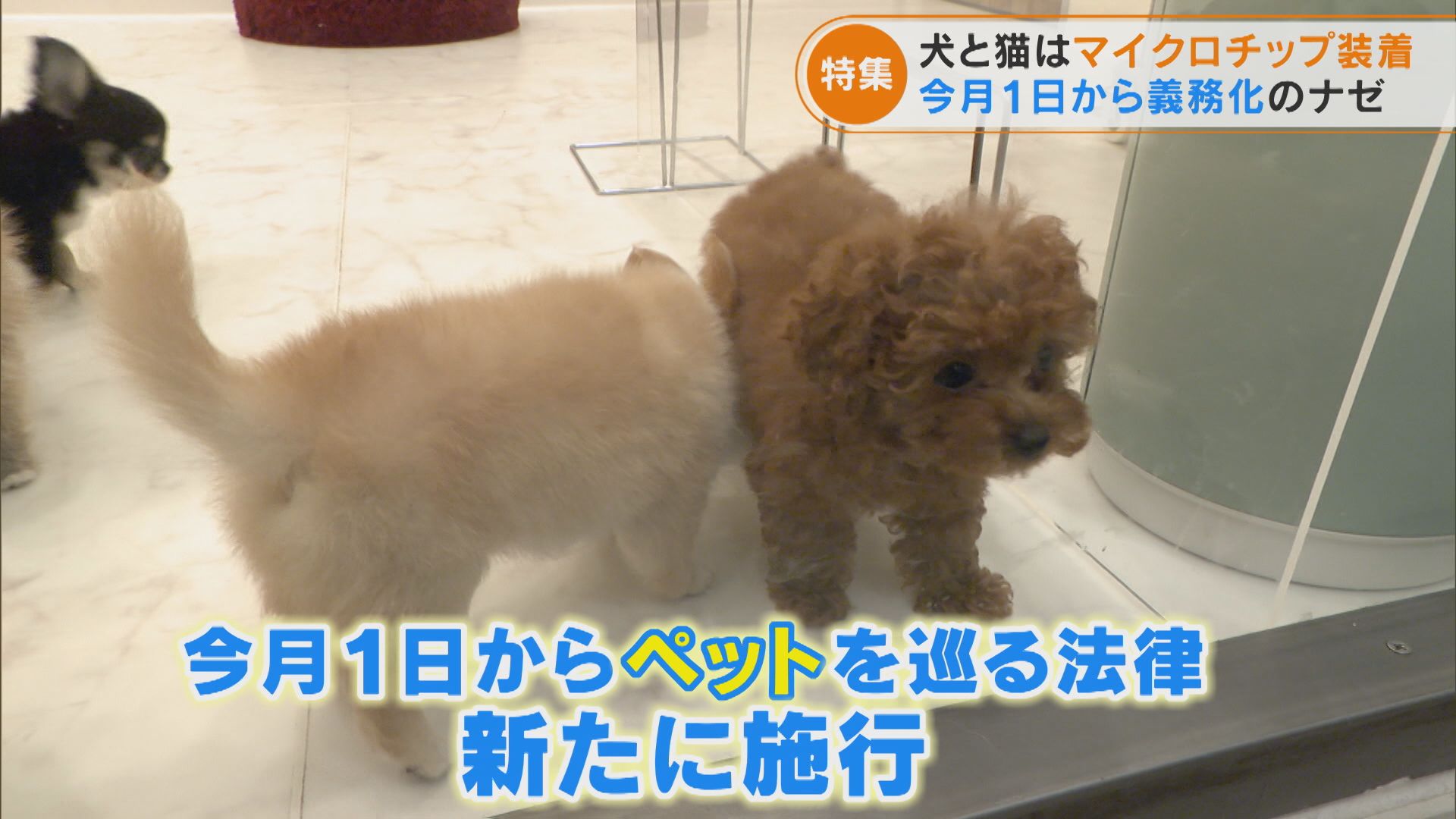 犬と猫に“マイクロチップ装着”義務化 15ケタの番号で“迷子”減らせる? 年間41万匹が対象に…