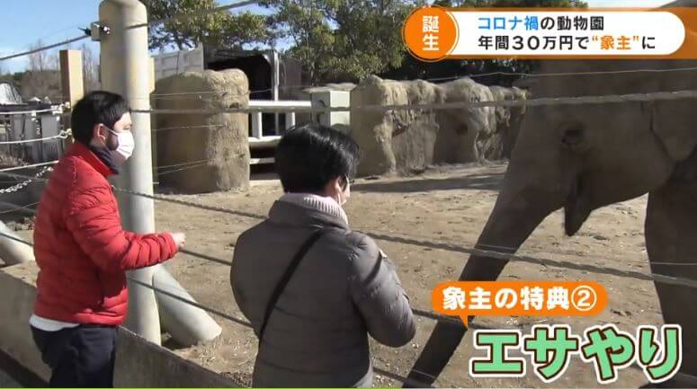 馬主ならぬ象主に!?客と動物園をつなぐ新しい支援の形とは?