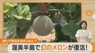 糖度バクダン！？約40年の時を経て復活した“幻のメロン”とは
