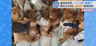 ハンパない実績が続々！高校生初の繁殖の成功に“和牛甲子園”の優秀賞！動物に青春を捧げる生徒たちにマヂラブが出会う！