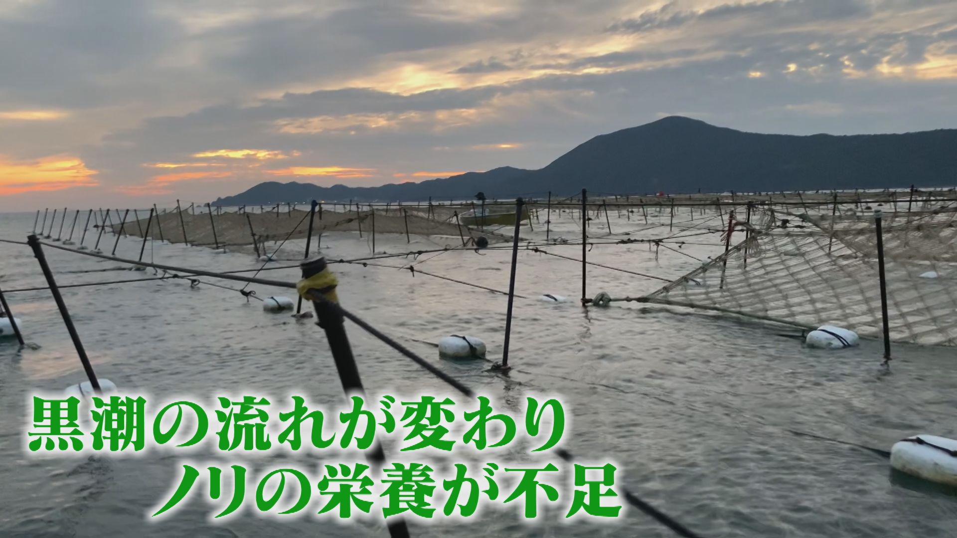 海の幸に異変!?いま伊勢湾で水産資源を巡る死活問題が起こっている