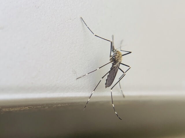 殺虫剤よりも効果大?蚊を退治できる新技術が開発された!