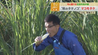 CBC若狭アナが秋の味覚「マコモタケ」の収穫を生実況！「オールスター感謝祭」での激走を誓う！