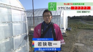 人気ブランド野菜「ブルームレス・スティック」とは？ツルテカに輝く若狭アナが見た目、歯応え、味を全て生実況！