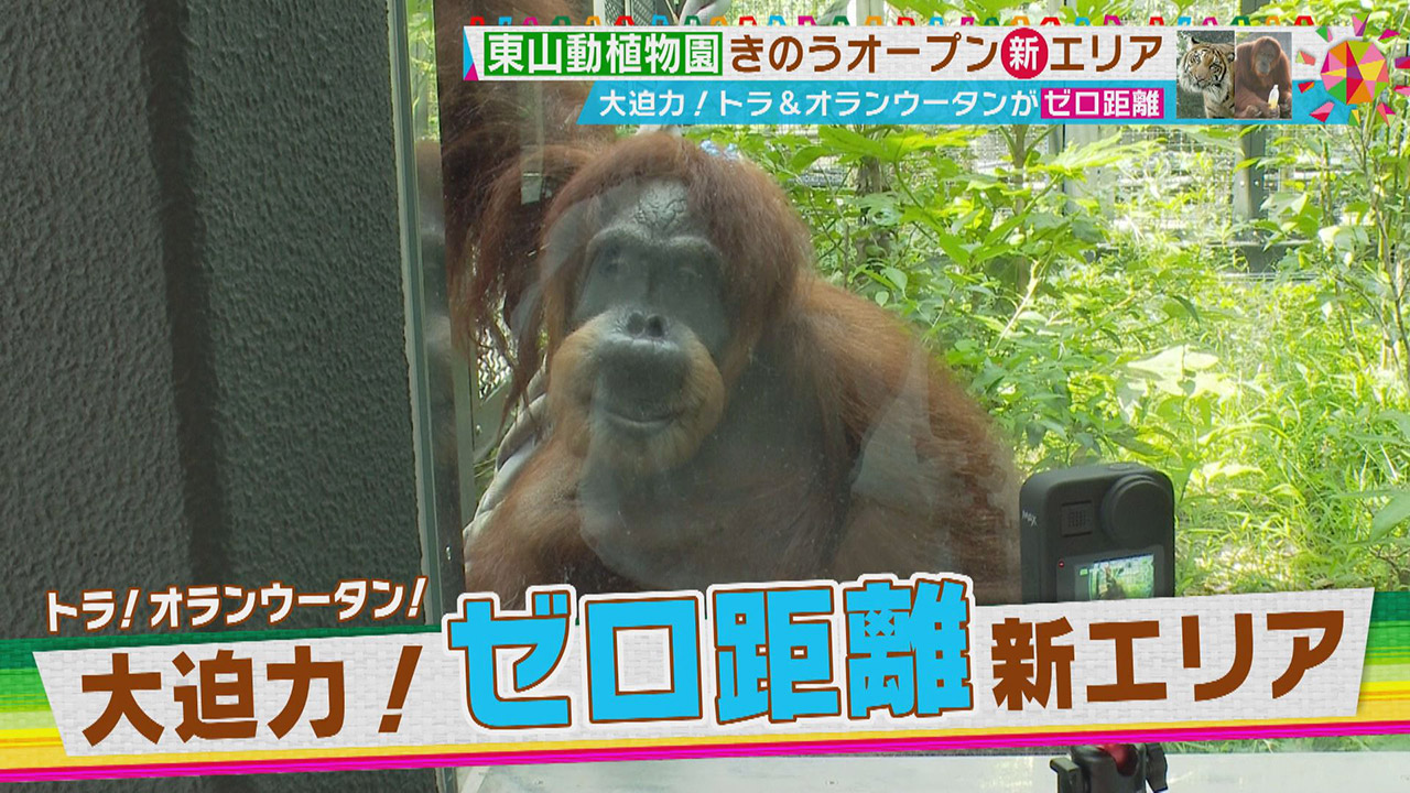 トラとゼロ距離!大迫力の新エリアがオープンした「東山動植物園」