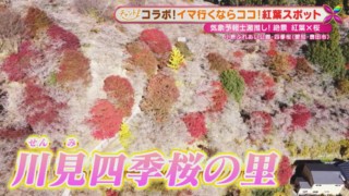 桜と紅葉がコラボ！気象予報士が厳選する、東海地方のオススメ「紅葉スポット」と「激ウマお立ち寄りグルメ」