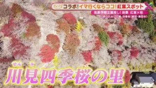 桜と紅葉がコラボ！気象予報士が厳選する、東海地方のオススメ「紅葉スポット」と「激ウマお立ち寄りグルメ」