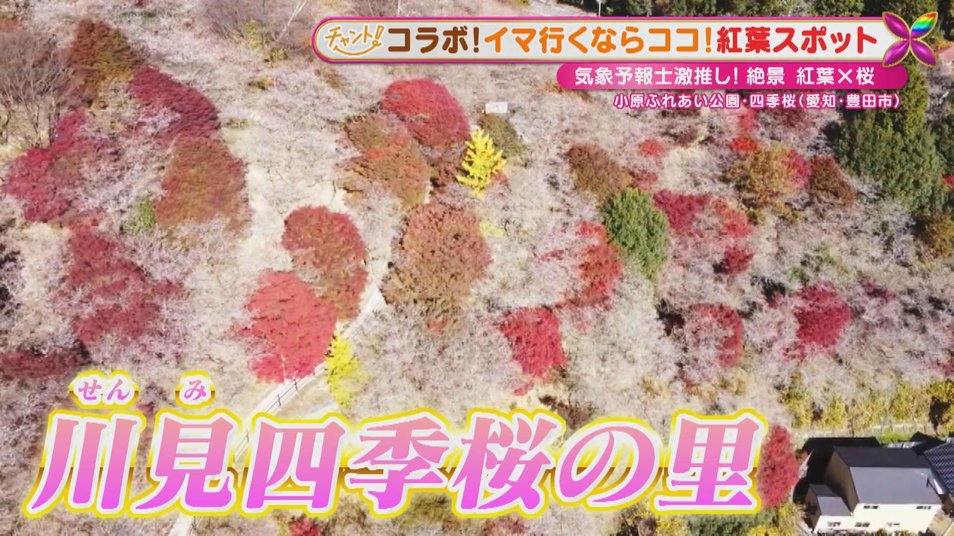 桜と紅葉がコラボ!気象予報士が厳選する、東海地方のオススメ「紅葉スポット」と「激ウマお立ち寄りグルメ」
