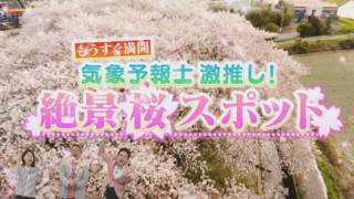 “花鳥風月”の達人・気象予報士が厳選する東海地方の桜絶景スポット