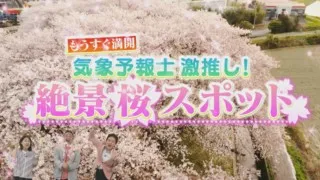 “花鳥風月”の達人・気象予報士が厳選する東海地方の桜絶景スポット