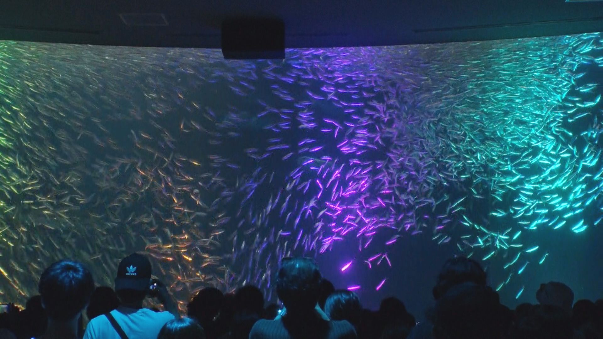 マニアに教えてもらった!夏の「名古屋港水族館」を100倍楽しむ完全ガイド!