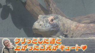 見どころ完全攻略！動物園マニアが教える秋の「東山動植物園」