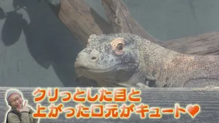 見どころ完全攻略！動物園マニアが教える秋の「東山動植物園」