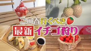 この春アップデート！進化した最新イチゴ狩り【花咲かタイムズ】