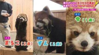 レッサーパンダがついに一般公開! 名古屋で見られるのは39年ぶり! レッサーパンダ舎がオープンして盛り上がりを見せる『東山動植物園』