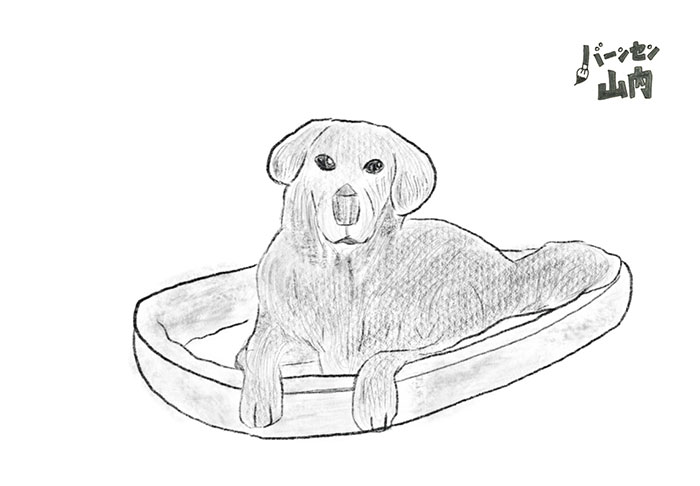 NGナシ?の優秀犬・ミル