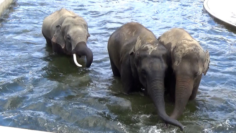 太田×石井のデララバ　手筒花火！豊橋市を徹底深堀り！