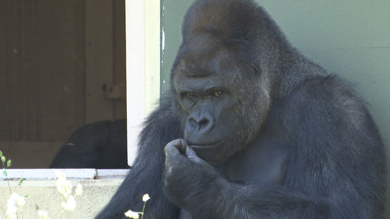 太田×石井のデララバ　東山動植物園＆鳥羽水族館２時間ＳＰ