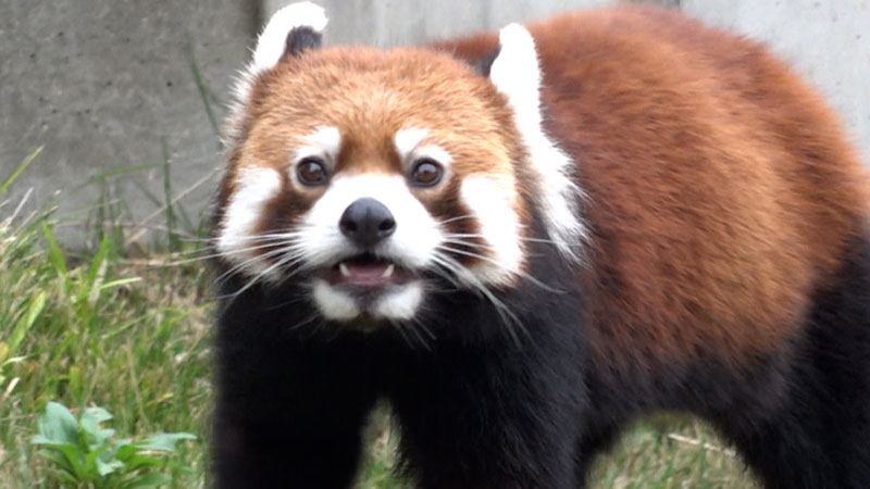 太田×石井のデララバ　東山動植物園＆鳥羽水族館２時間ＳＰ