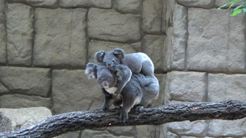 太田×石井のデララバ　東山動植物園＆鳥羽水族館２時間ＳＰ