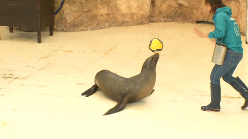 太田×石井のデララバ　東山動植物園＆鳥羽水族館２時間ＳＰ