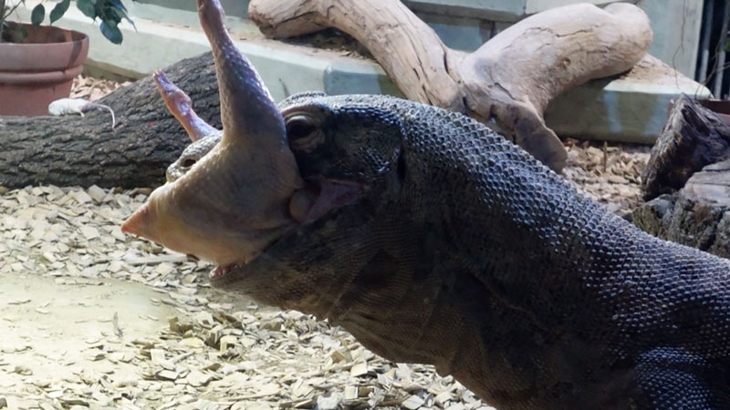 太田×石井のデララバ　東山動植物園＆鳥羽水族館２時間ＳＰ