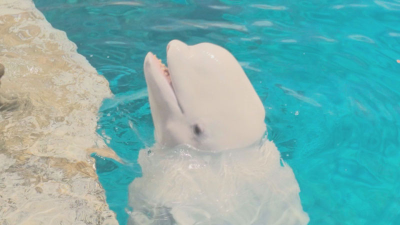 太田×石井のデララバ　ＧＷオススメ！名古屋港水族館＆竹島水族館