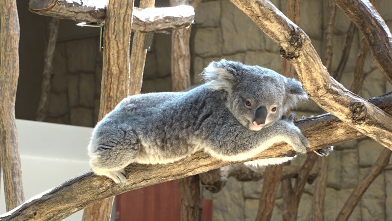 太田×石井のデララバ　ＧＷオススメ！名古屋の観光名所を徹底調査ＳＰ