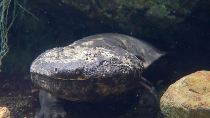 太田×石井のデララバ　東海地方　秋のおでかけSP