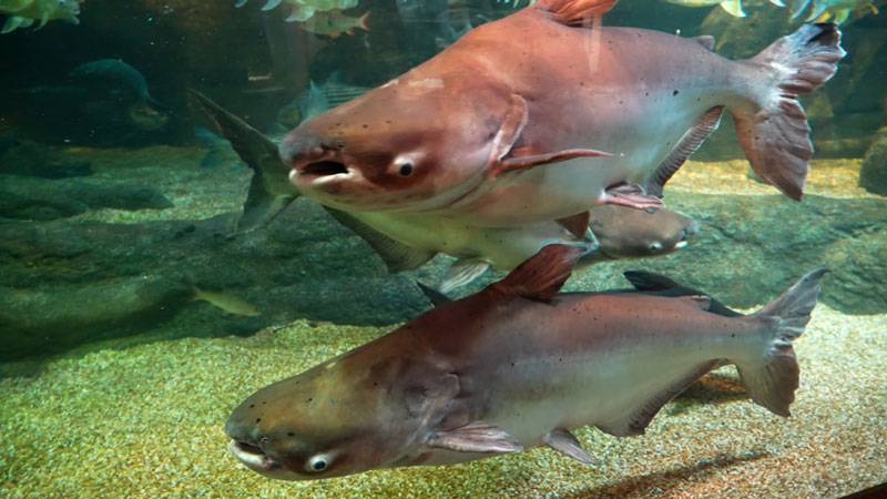 太田×石井のデララバ　東海地方　秋のおでかけSP