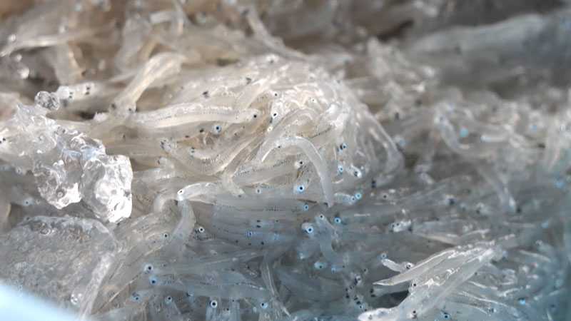 太田×石井のデララバ 3連休にオススメ!東海地方おでかけSP