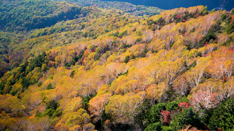 太田×石井のデララバ 生放送!紅葉の名所ランキング2時間SP