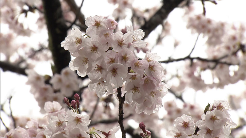 太田×石井のデララバ　愛知岐阜三重　桜の名所