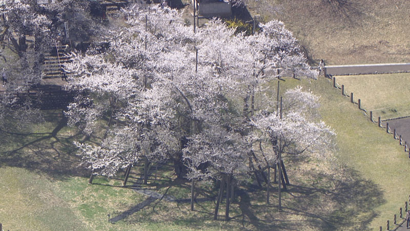 太田×石井のデララバ　愛知岐阜三重　桜の名所