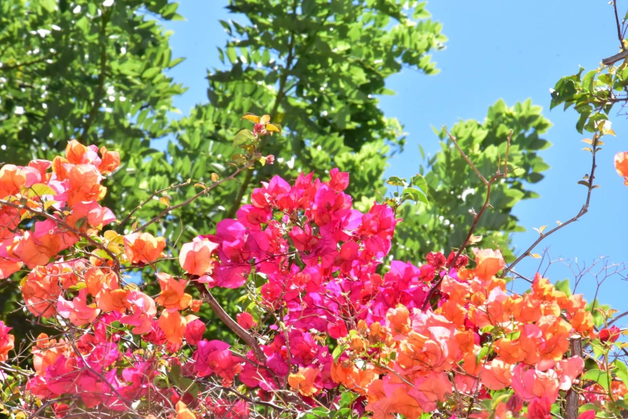 CBCテレビ:画像『写真AC』より「ハワイ・オワフ島の植物」