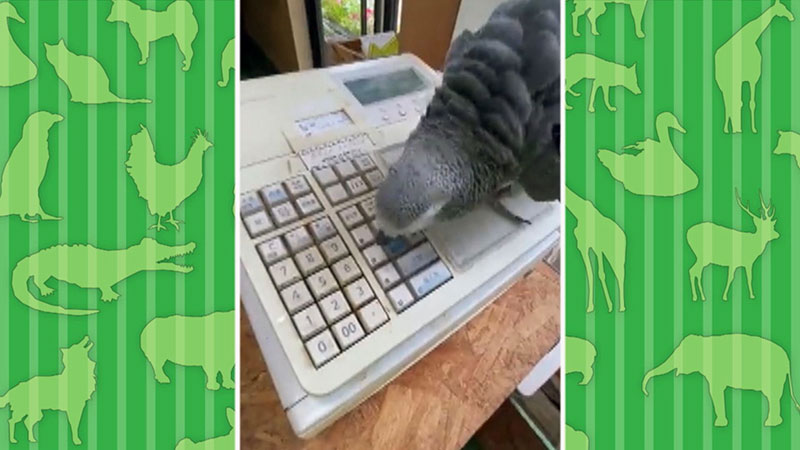 レジ打ちする ヨウム