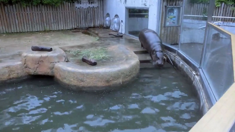 雨で練習が休みになって喜ぶ野球部員のような コビトカバ