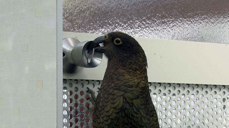 お母さんみたいに鍵を開けてくれる ミヤマオウム