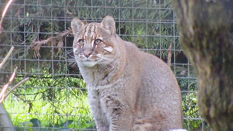 飼育員さんが