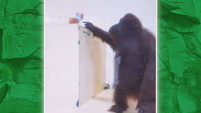 オランウータン(フジコ)