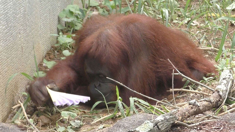 オランウータン(フジコ)