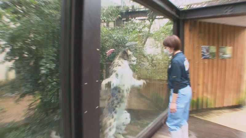 ユキヒョウ(スカイ)