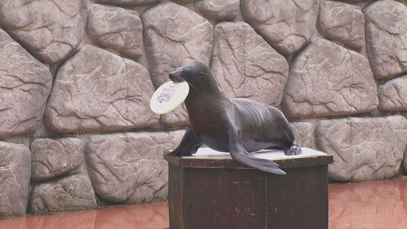ミナミアメリカオットセイ(スーザン)