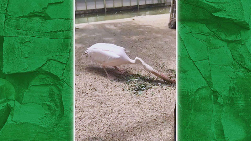 モモイロペリカン(オサム)