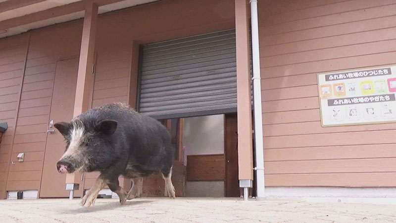 ミニブタ(うめ)