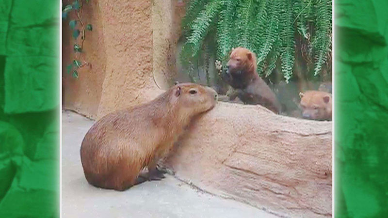カピバラ(カボス)
