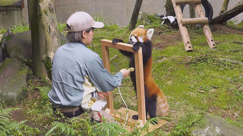 レッサーパンダ