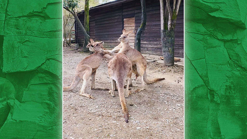 カンガルー