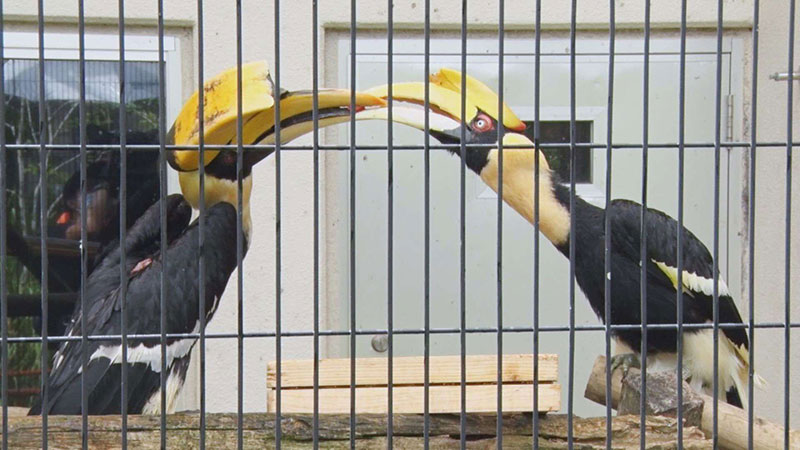 オオサイチョウ キョン(オス)・ナズナ(メス)