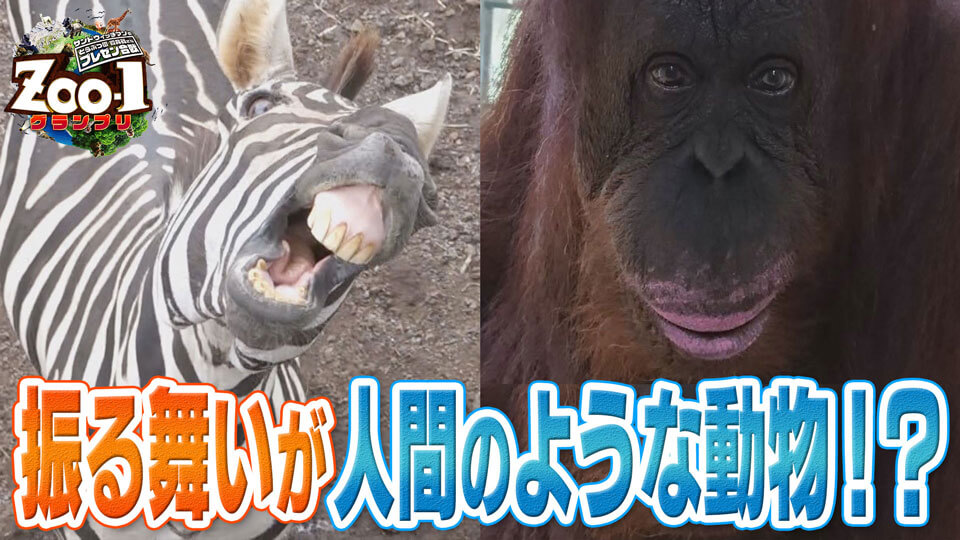 振る舞いが人間のような動物！？